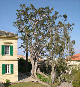 Ficus avant et après son élagage