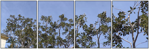 Bien tailler un arbre en élagage